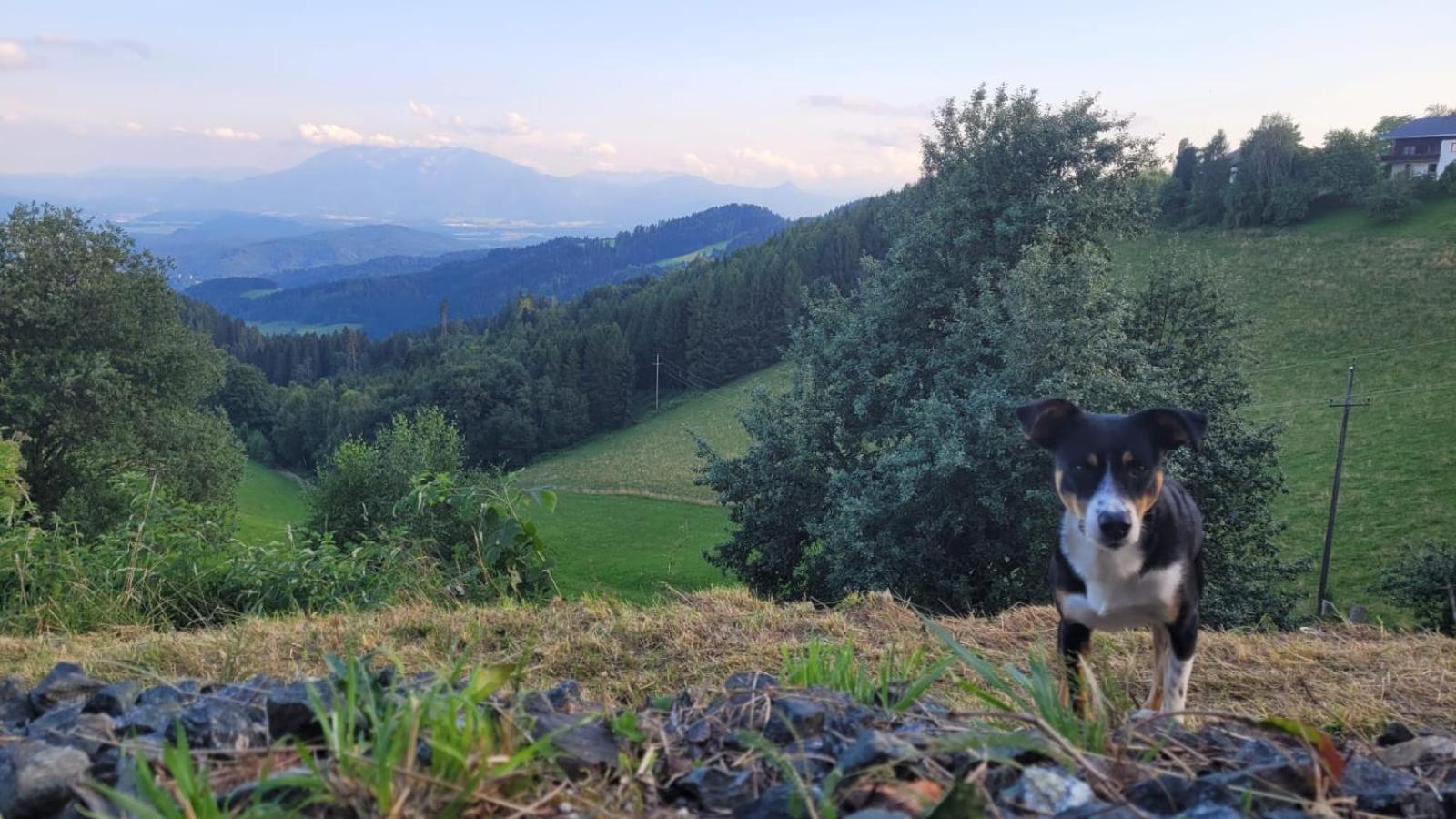 Gasthof Machwirth Griffen المظهر الخارجي الصورة